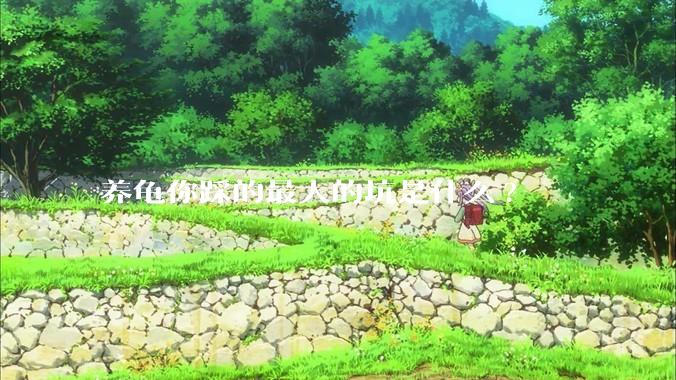 养龟你踩的最大的坑是什么?